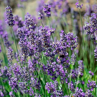 Lavendel: Lavendel Munstead Lavendel: Lavendel Munstead